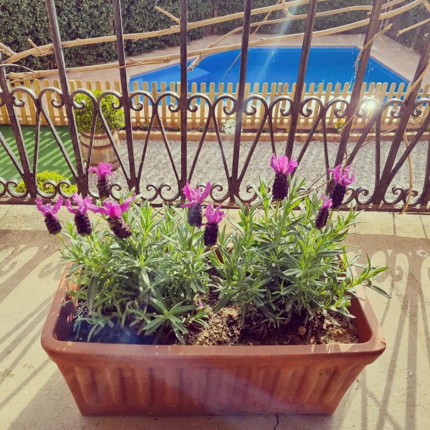 Casa Con Piscina Privada En Gualta, Can Blay Exteriör bild